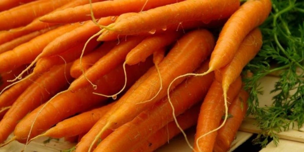 Noticia Los Increíbles Beneficios De La Zanahoria Para Tu Salud 1314